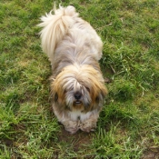 Photo de Lhassa apso