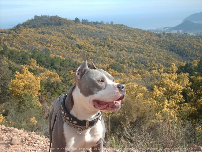 Photo d'American staffordshire terrier