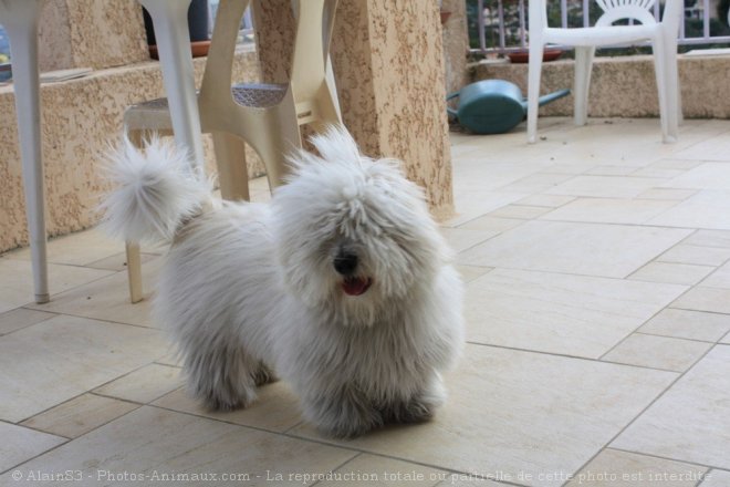 Photo de Coton de tulear