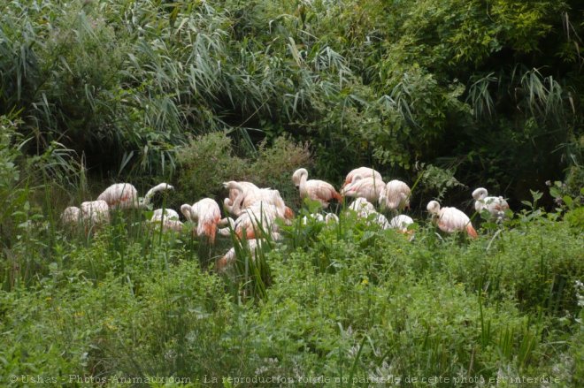 Photo de Flamand rose