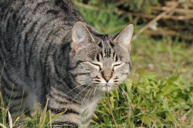 Photo de Chat domestique