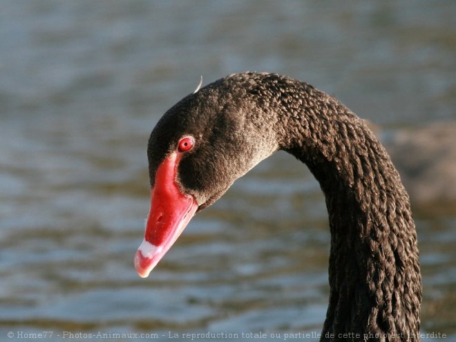 Photo de Cygne