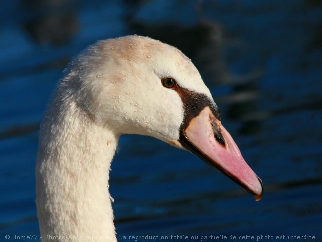 Photo de Cygne