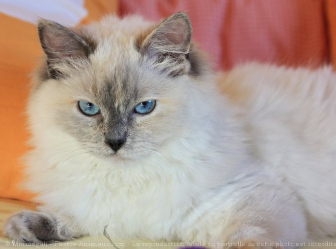 Photo de Ragdoll