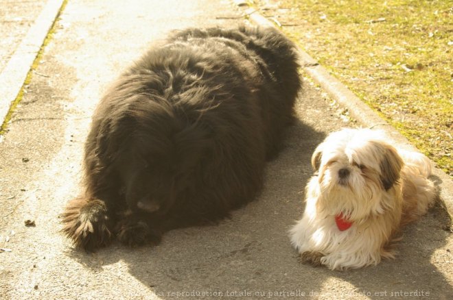 Photo de Races diffrentes