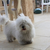 Photo de Coton de tulear