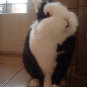 Photo de Lapin