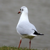 Photo de Mouette