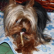 Photo de Yorkshire terrier