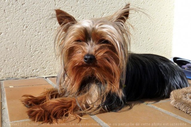 Photo de Yorkshire terrier