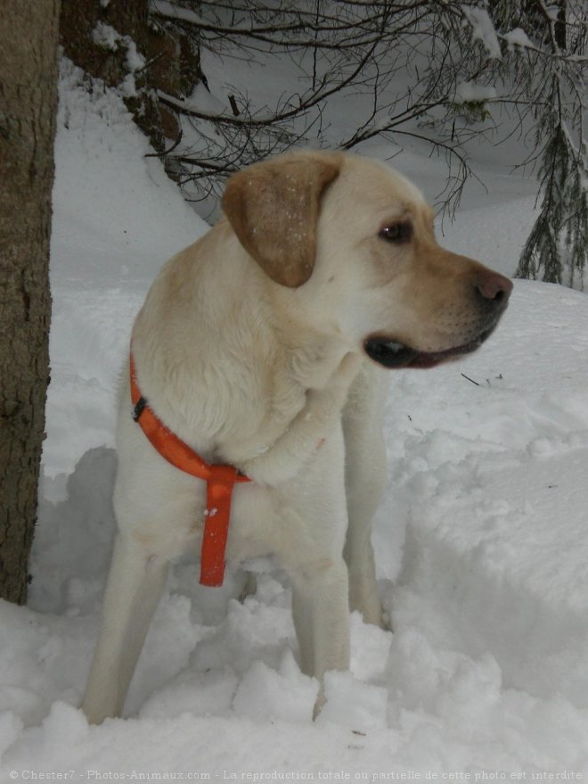 Photo de Labrador retriever