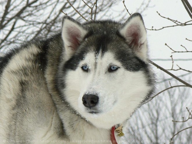 Photo de Husky siberien