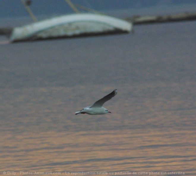 Photo de Mouette