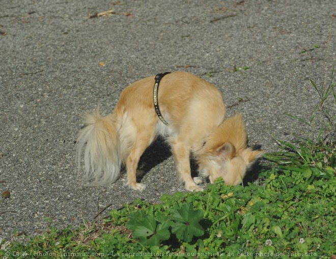 Photo de Chihuahua  poil long