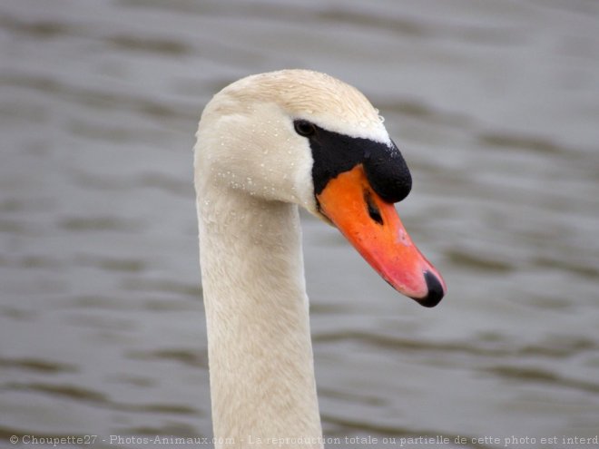 Photo de Cygne