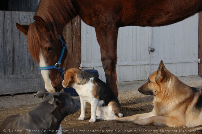 Photo de Berger allemand  poil court