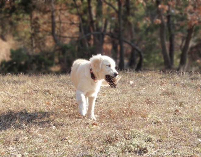 Photo de Golden retriever