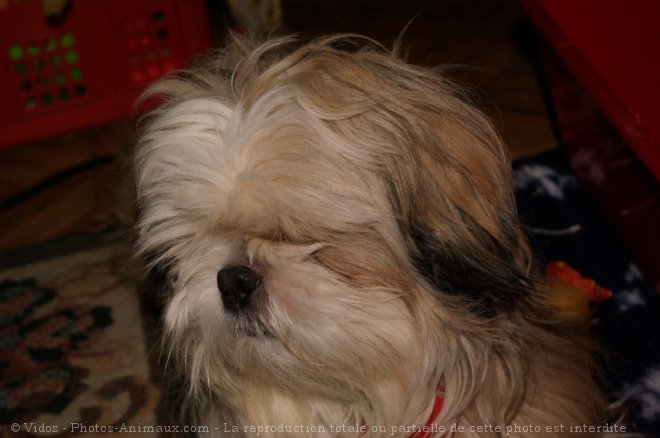 Photo de Shih tzu