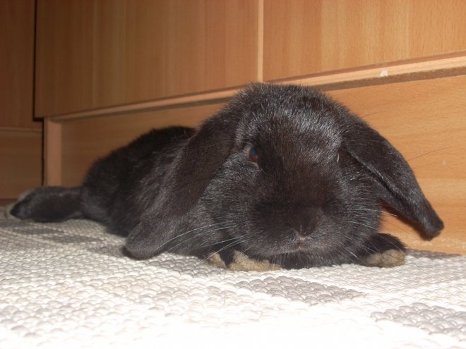 Photo de Lapin