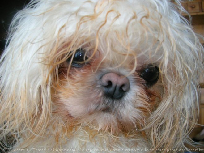 Photo de Shih tzu