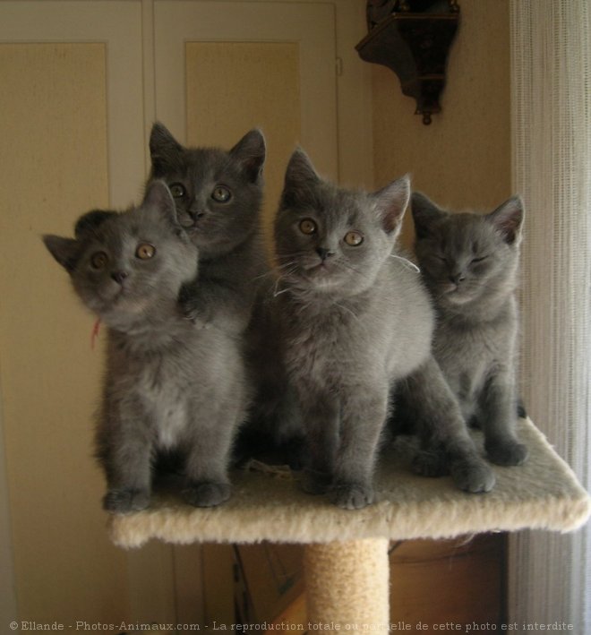 Photo de Chartreux