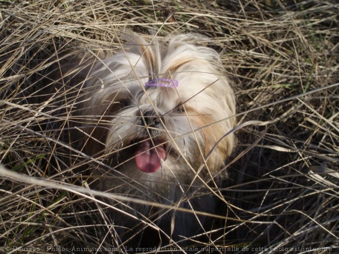 Photo de Shih tzu