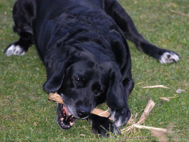 Photo de Labrador retriever