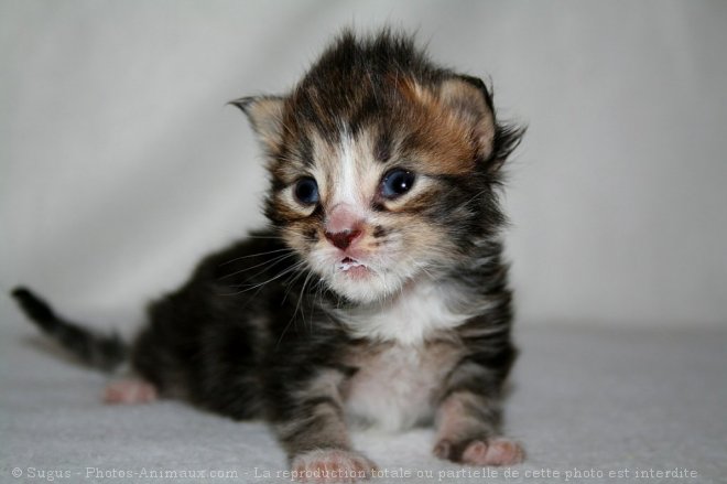 Photo de Maine coon