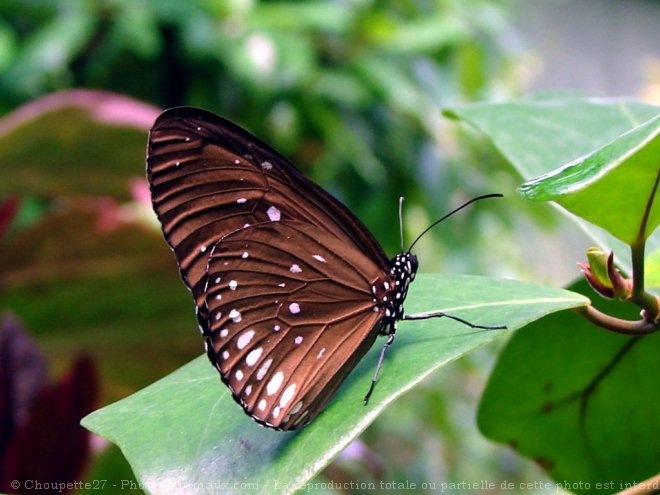 Photo de Papillon