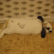 Photo de Lapin