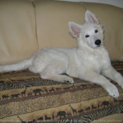 Photo de Berger blanc suisse