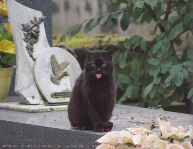 Photo de Chat domestique