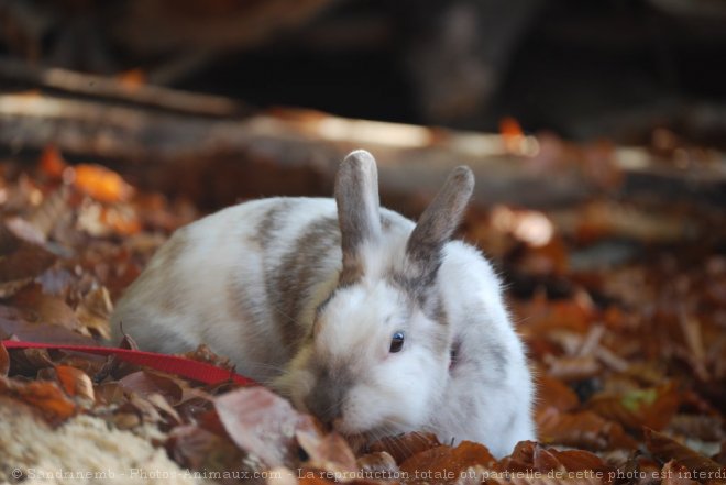 Photo de Lapin