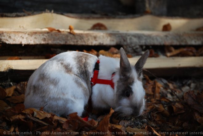 Photo de Lapin