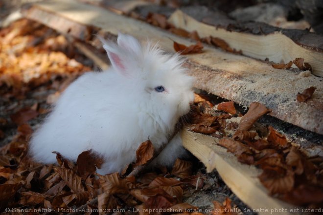 Photo de Lapin