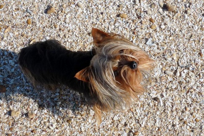 Photo de Yorkshire terrier