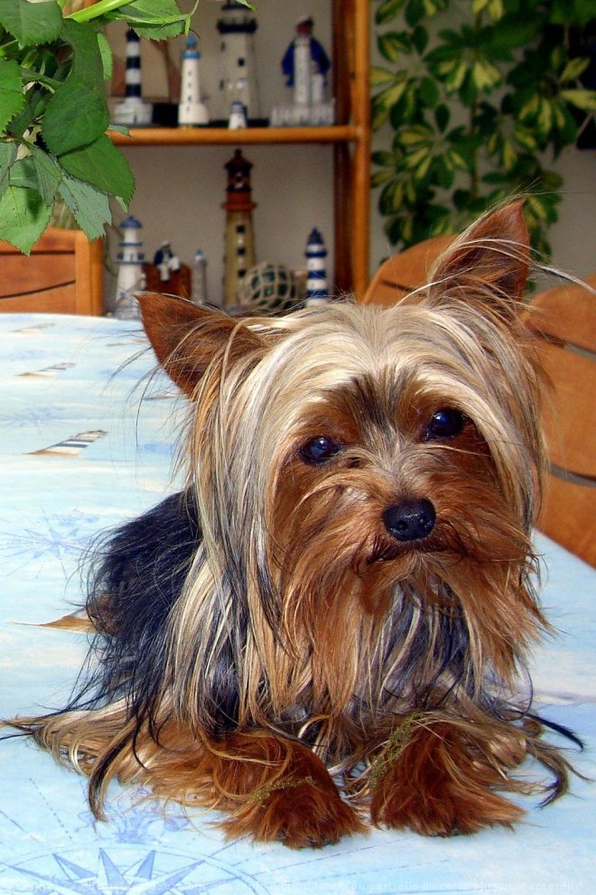 Photo de Yorkshire terrier