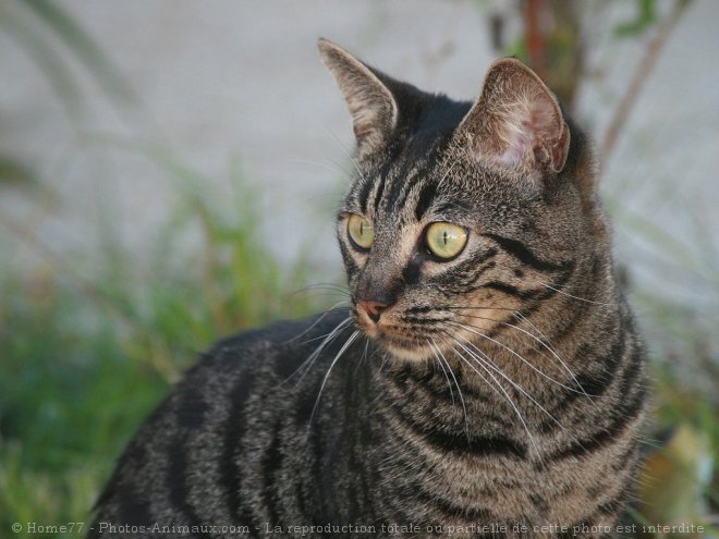 Photo de Chat domestique