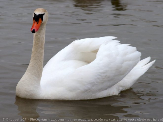 Photo de Cygne