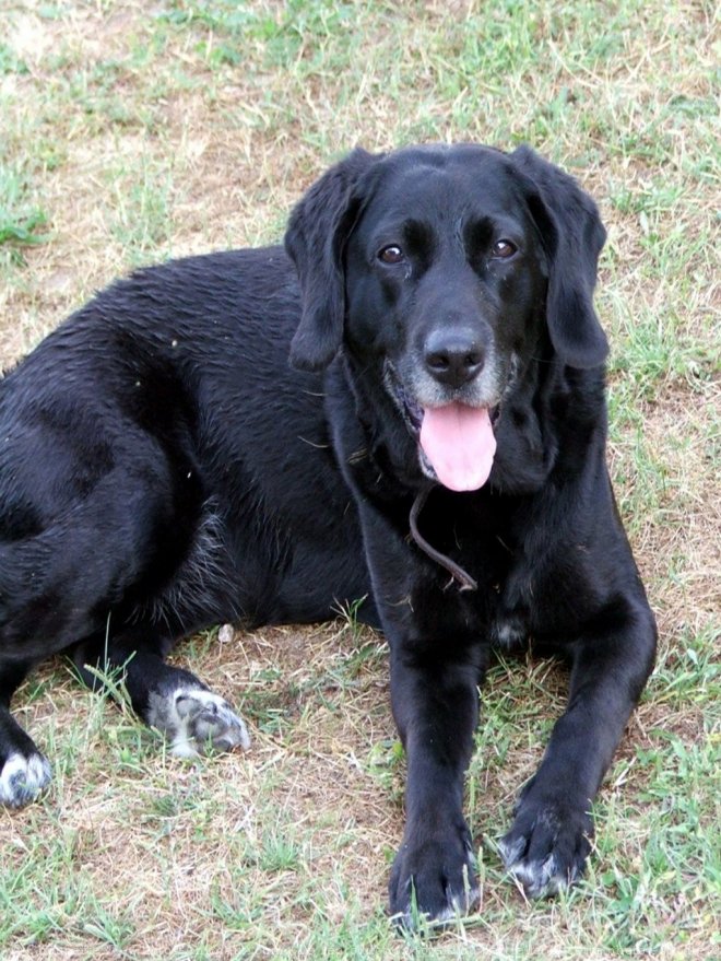 Photo de Labrador retriever