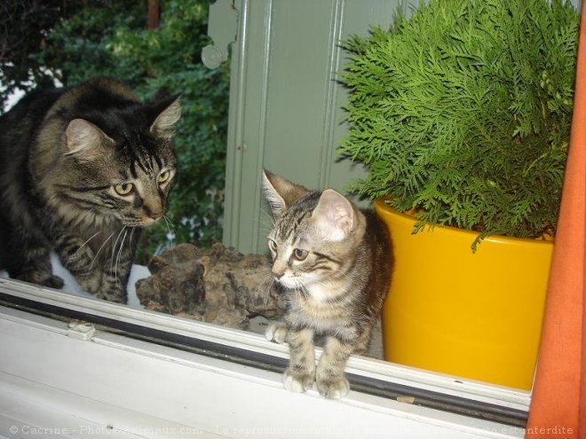 Photo de Maine coon