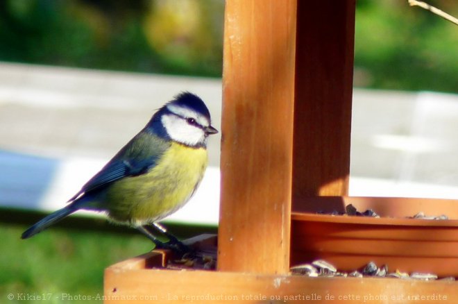 Photo de Msange bleue