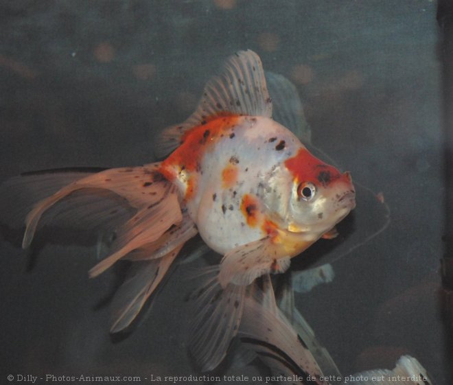 Photo de Poissons rouges