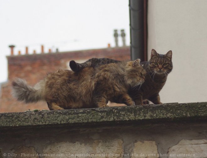 Photo de Chat domestique