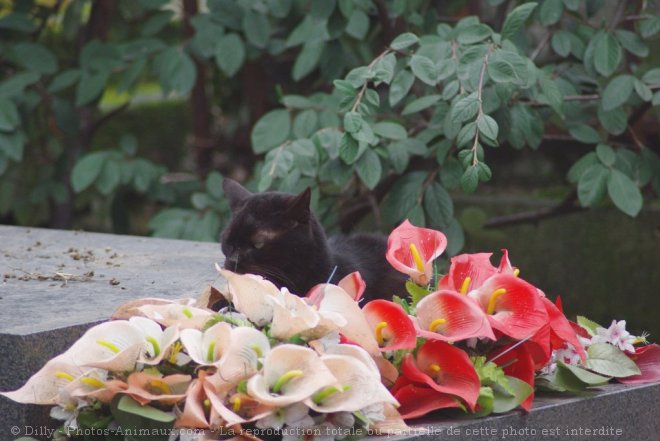 Photo de Chat domestique