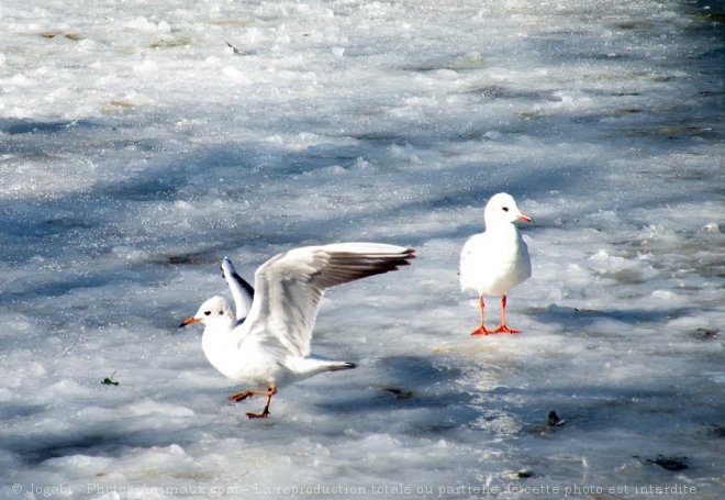 Photo de Mouette