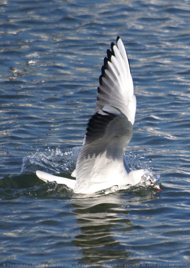 Photo de Mouette