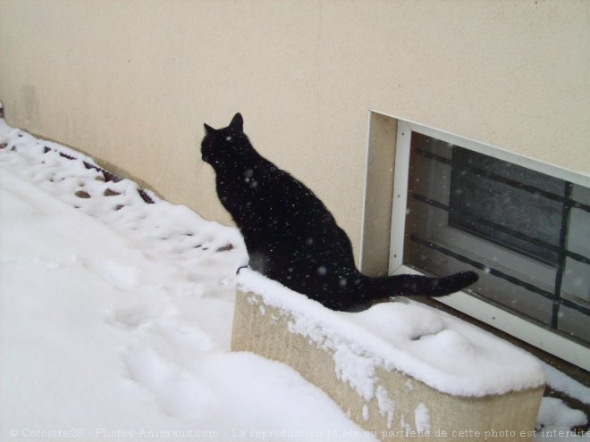 Photo de Chat domestique