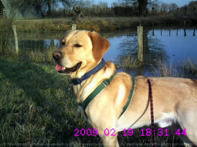 Photo de Labrador retriever