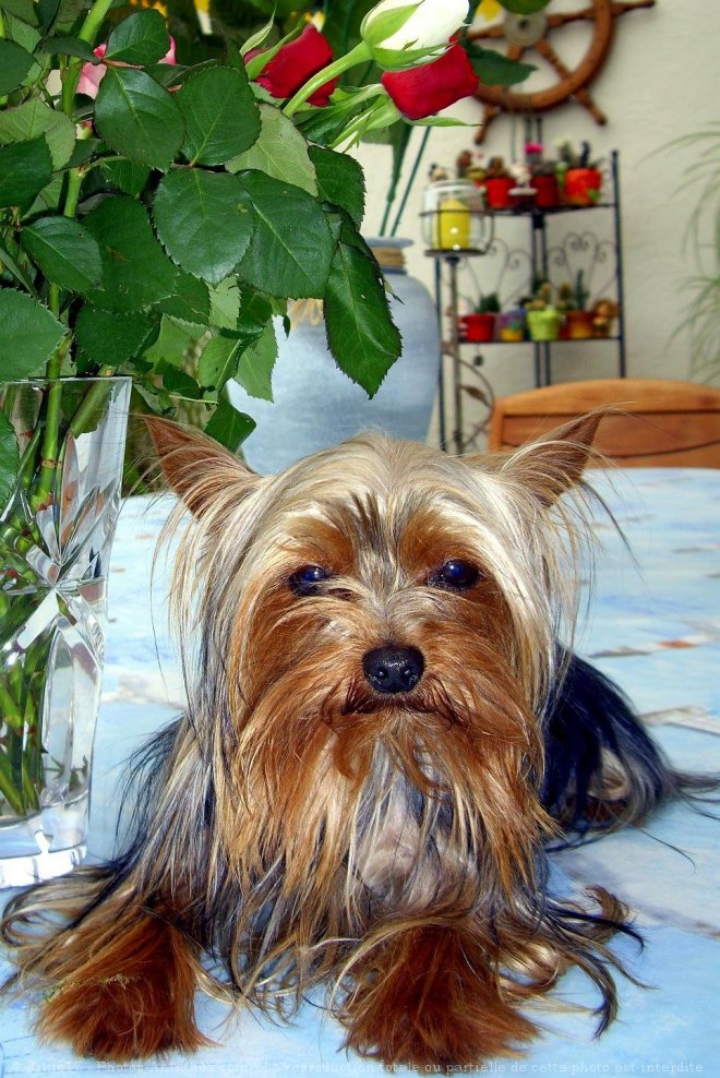 Photo de Yorkshire terrier